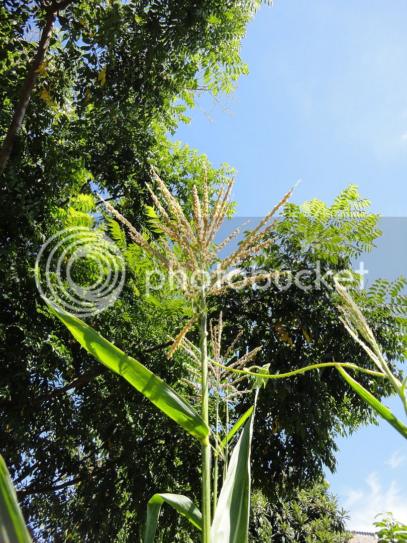 DSC04633_zpsxcy8rz1i.jpg