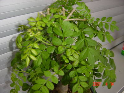 DSC046361.JPG