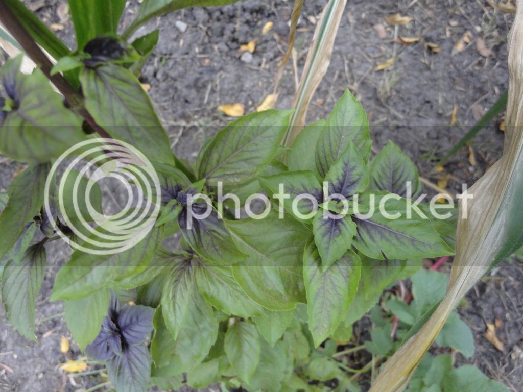 DSC04639_zpspgrhvruj.jpg