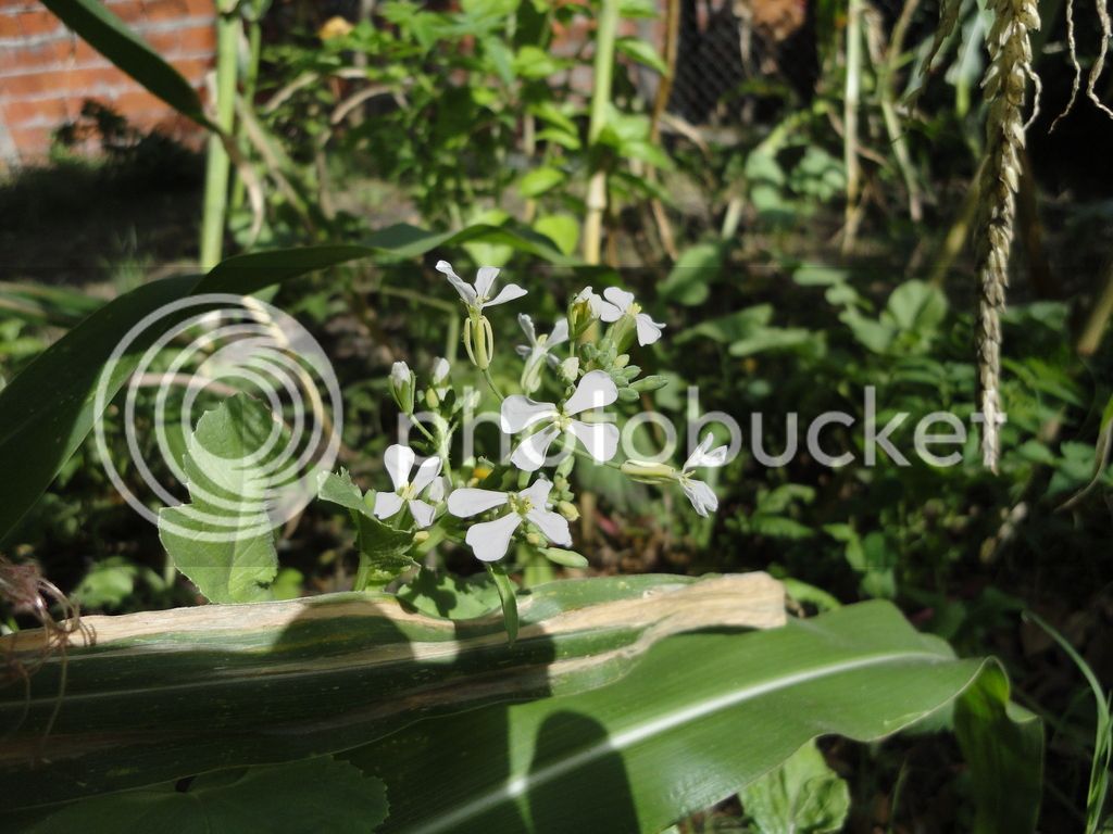 DSC04650_zpswxwc9u1z.jpg