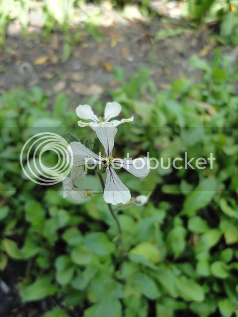 DSC04651_zpsgkk06mij.jpg