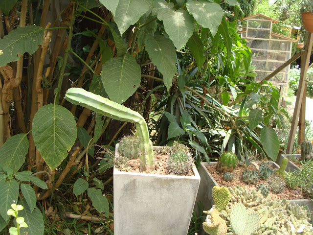 DSC04672.JPG