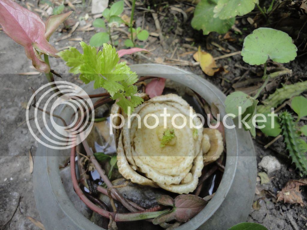 DSC04680_zps1v8xk3vr.jpg