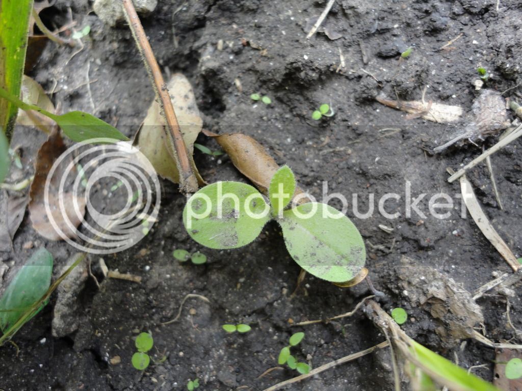 DSC04682_zpsdvbnlckx.jpg