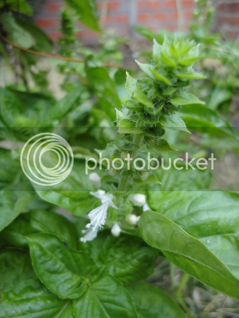 DSC04685_zps6fxdfokb.jpg