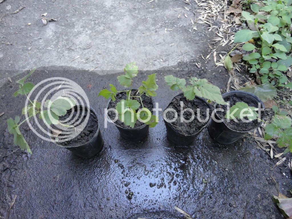 DSC04686_zpseqrx0uy5.jpg