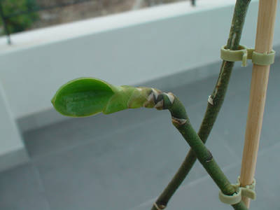 DSC04702.jpg