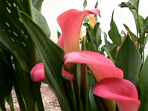 DSC04714.JPG