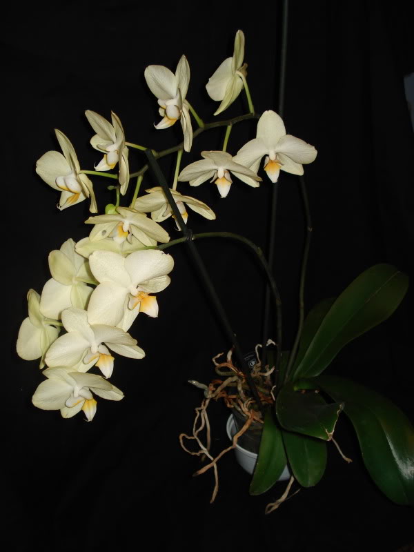 DSC04731.jpg