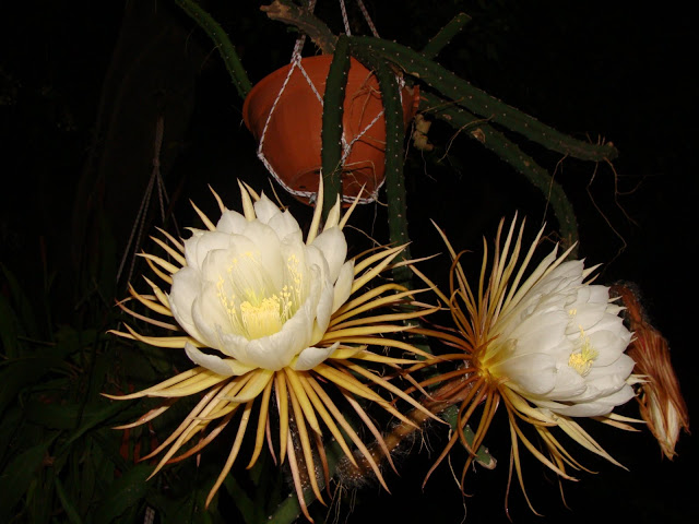 DSC04755.JPG