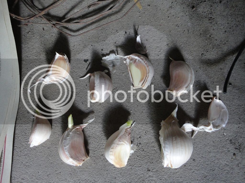 DSC04757_zpstcfojuqs.jpg