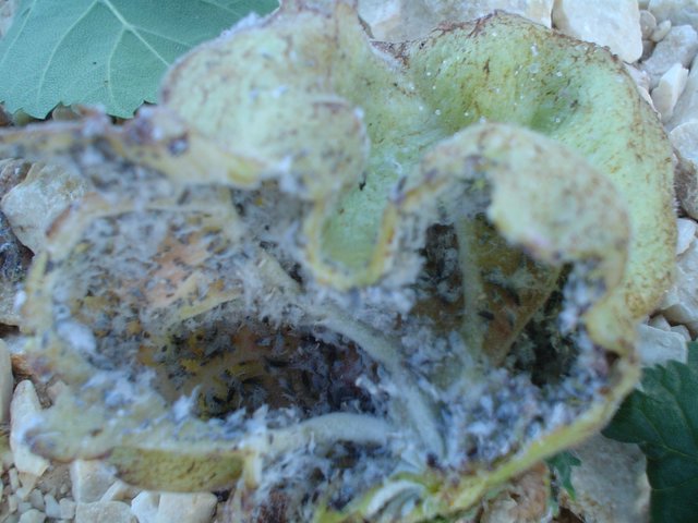 DSC04759-1.JPG