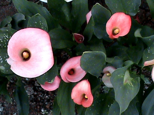 DSC04768.JPG
