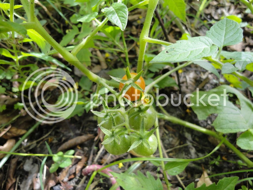DSC04775_zpssvz2cp6h.jpg