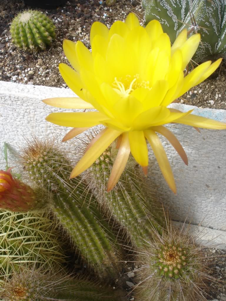 DSC04779.jpg
