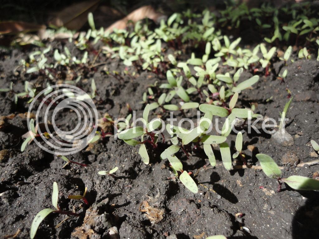 DSC04788_zpssasiydqm.jpg