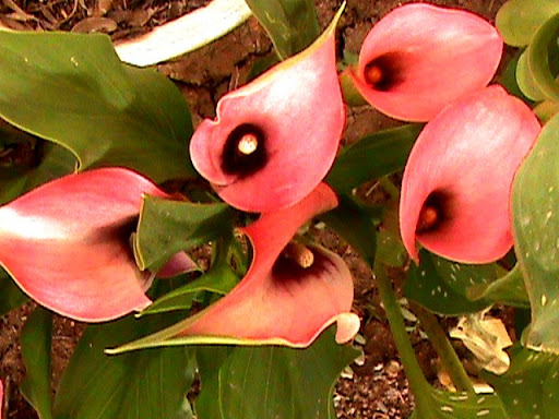 DSC04792.JPG