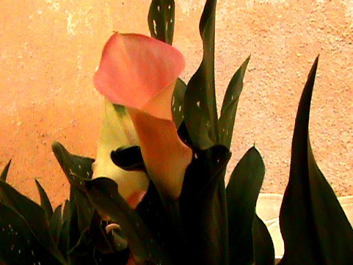 DSC04807.JPG