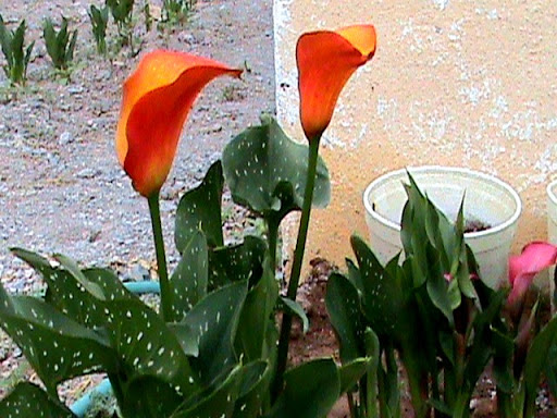 DSC04822.JPG