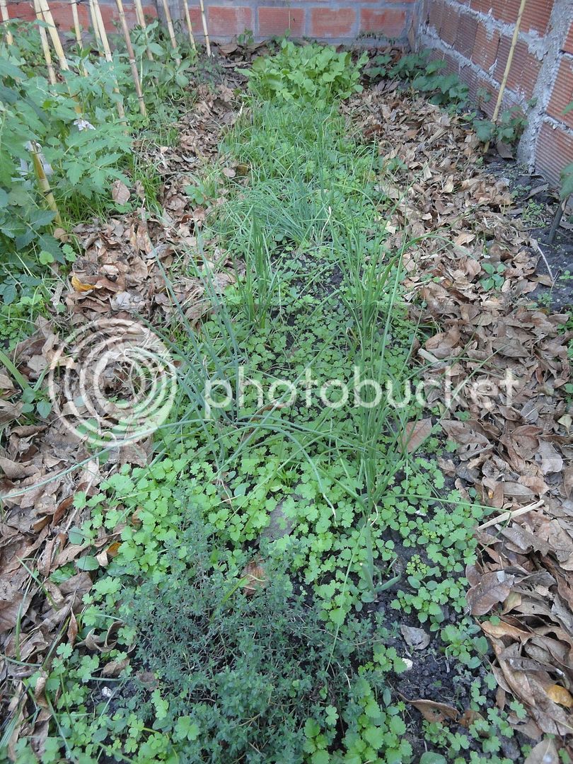 DSC04822_zpsovzeuz6l.jpg