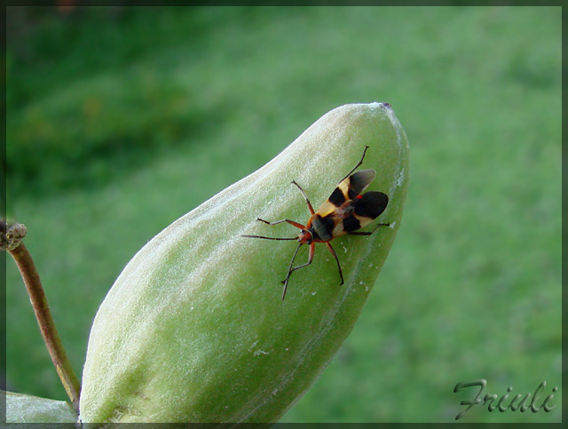 DSC04857_copiar.jpg