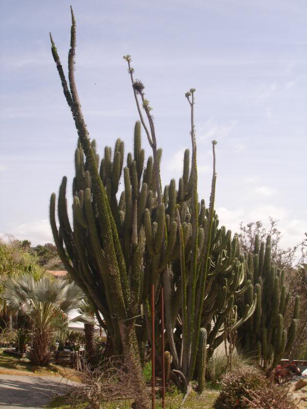 DSC04885.jpg