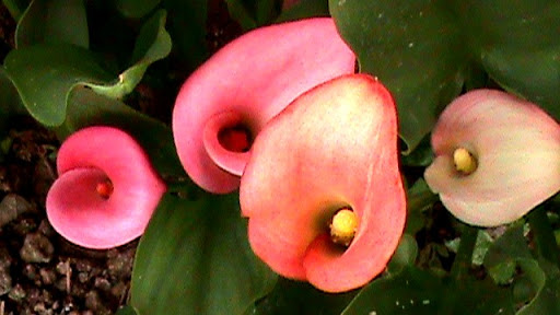 DSC04895.JPG