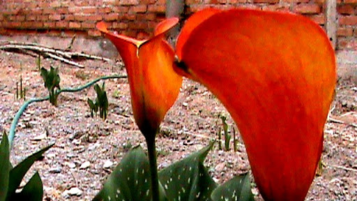 DSC04906.JPG