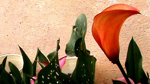 DSC04913.JPG