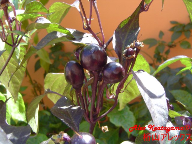 DSC04918.jpg