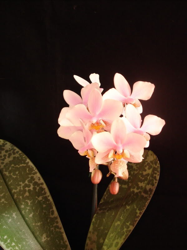 DSC04934.jpg