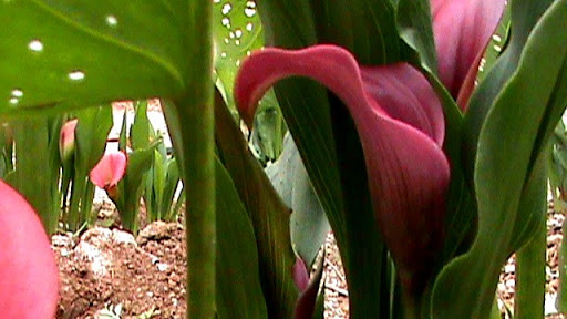 DSC04935.JPG