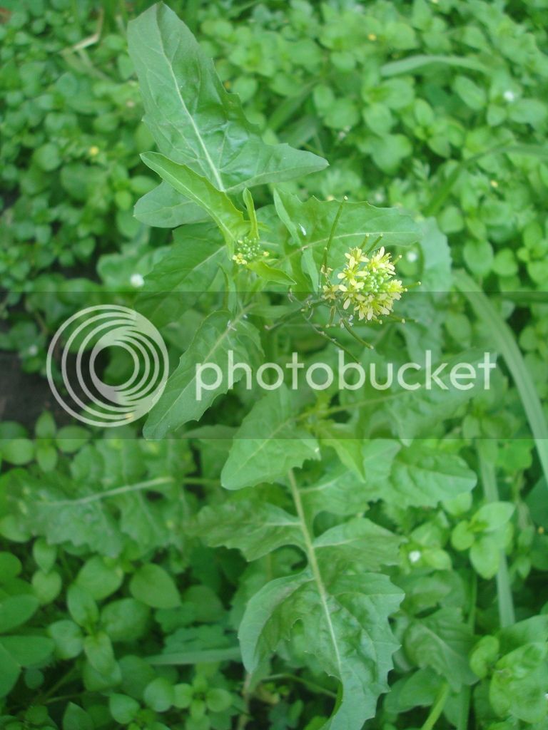 DSC04959_zpsfghjqasm.jpg
