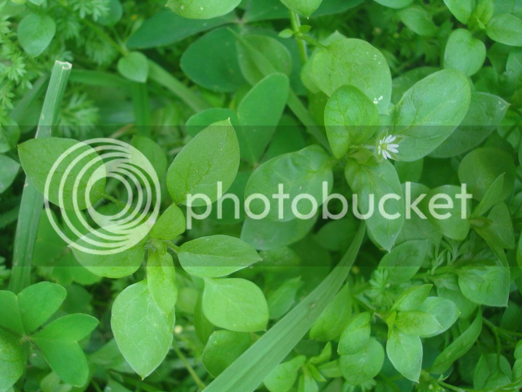 DSC04960_zps5wrhw2c8.jpg