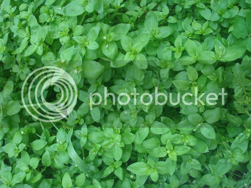 DSC04962_zpsn2vzpzrh.jpg
