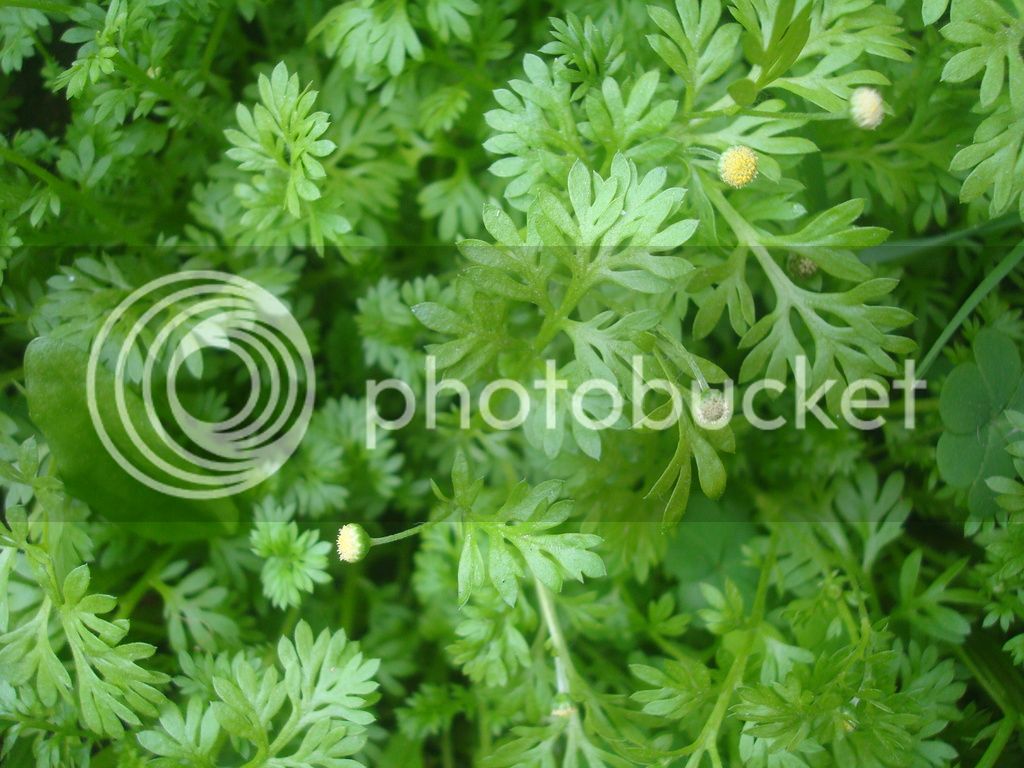 DSC04963_zpsrbqdqpma.jpg
