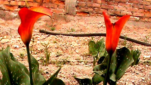DSC04969.JPG