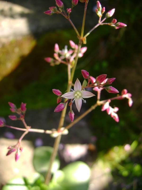DSC04970.jpg