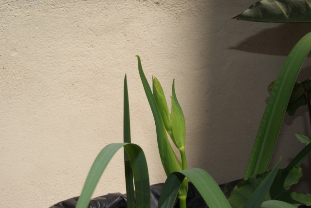 DSC04971.jpg