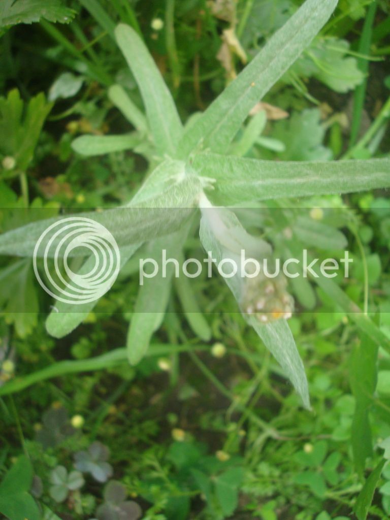 DSC04972_zpsjefvhq0l.jpg