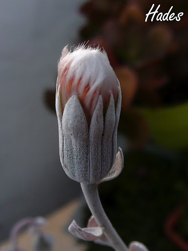 DSC04977.jpg