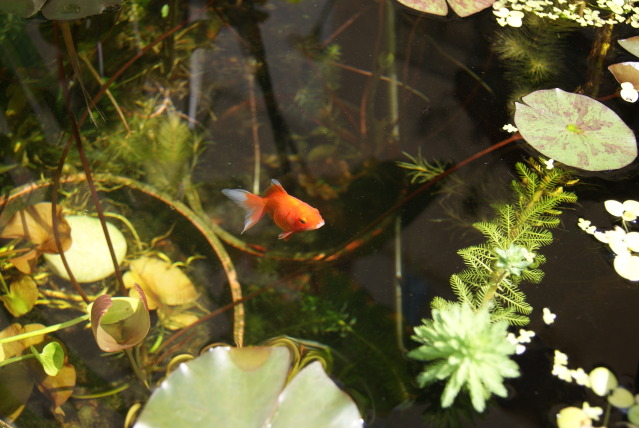 DSC04978.jpg