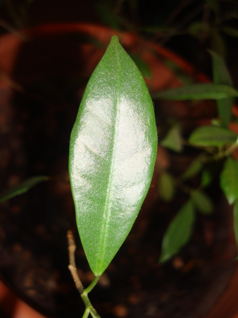 DSC05005.jpg