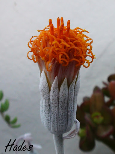 DSC05020%2520copia.jpg