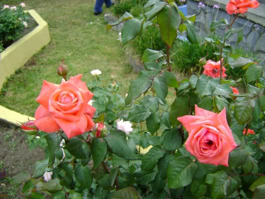 DSC05035.jpg
