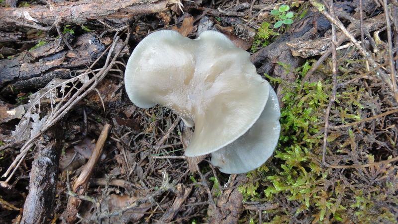 DSC05037.JPG