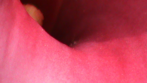 DSC05055.JPG