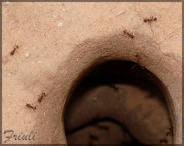 DSC05112_copiar.jpg