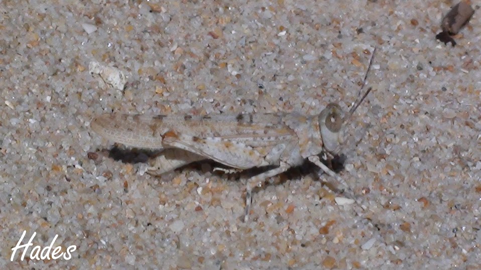 DSC05137+copia.jpg