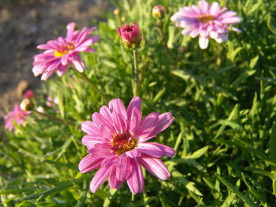 DSC05323.JPG